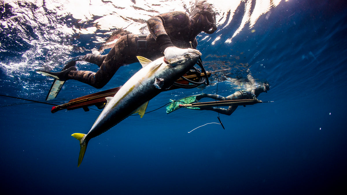 spearfishing bigeye tuna｜TikTok Search