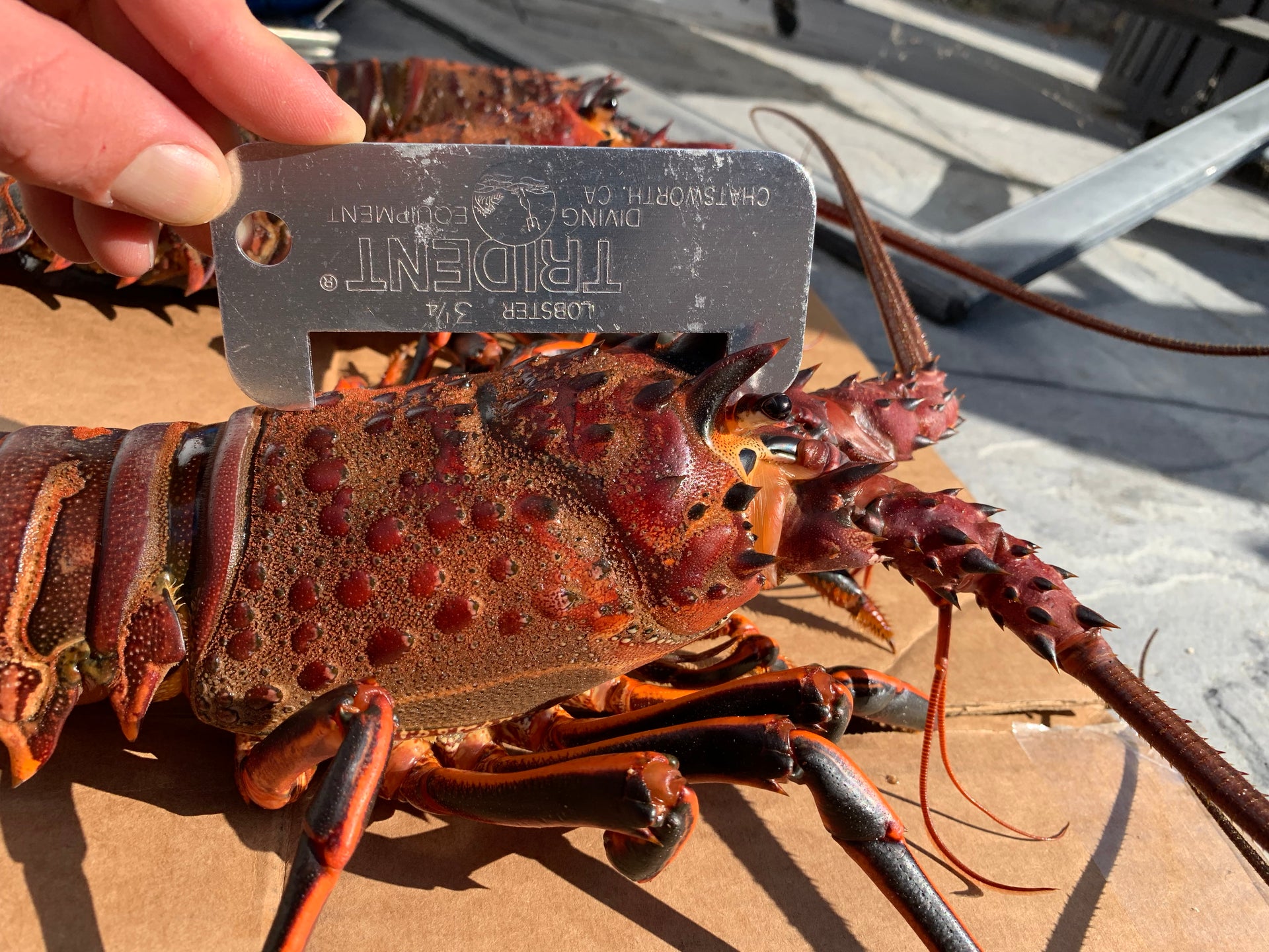 Southern California Spiny Rock Lobster Season Opener Lost Winds Dive Shop